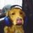 Soundslikejosh