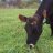 agcowvet