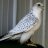 gyrfalcon