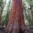 forestdawg1
