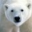 snowbear3n8