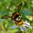 BeeKeepersRUS