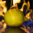 lemonfire