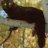 fisher cat