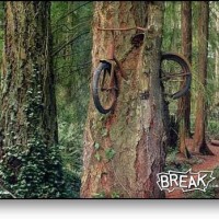 Bikes_on_trees