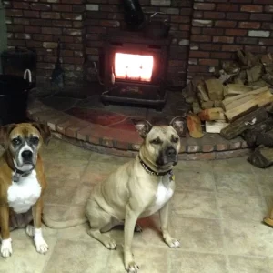 Toasty Dogs