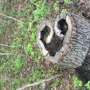 Love of wood burning, and insects