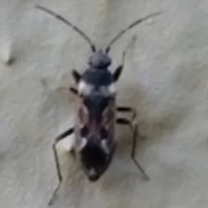 Mystery bug