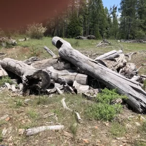 Weathered black oak logs