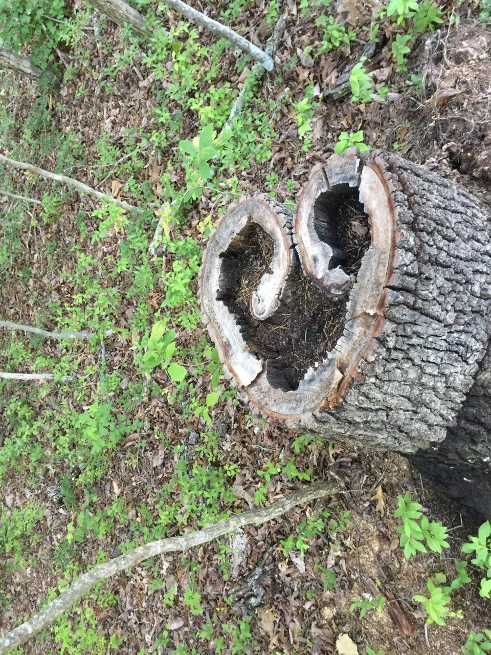 Love of wood burning, and insects