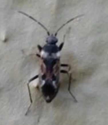 Mystery bug