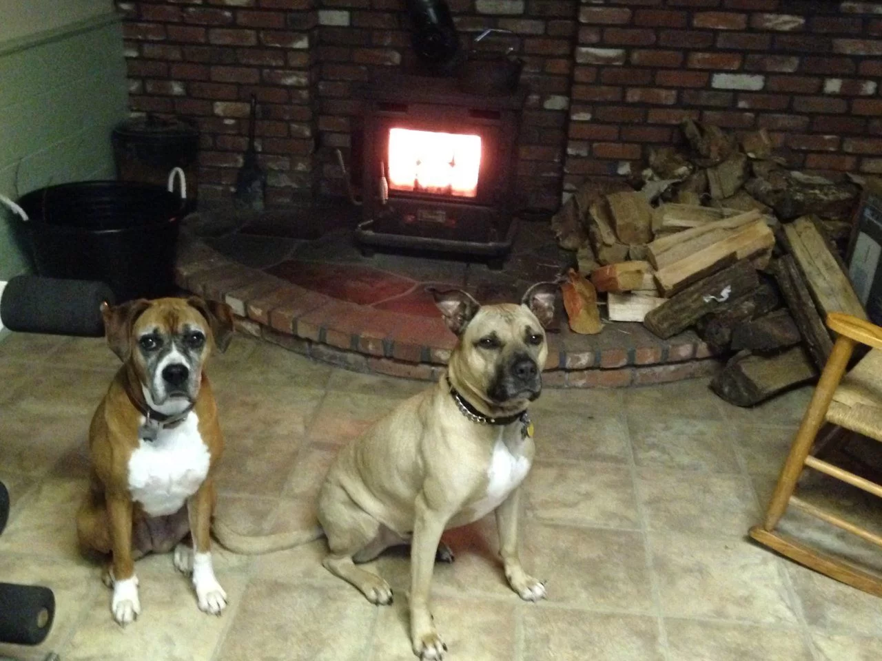 Toasty Dogs