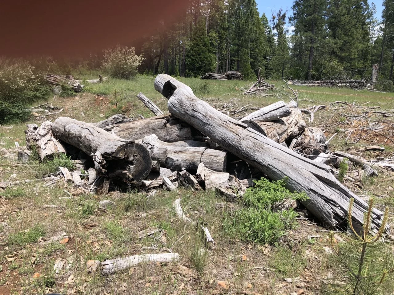 Weathered black oak logs