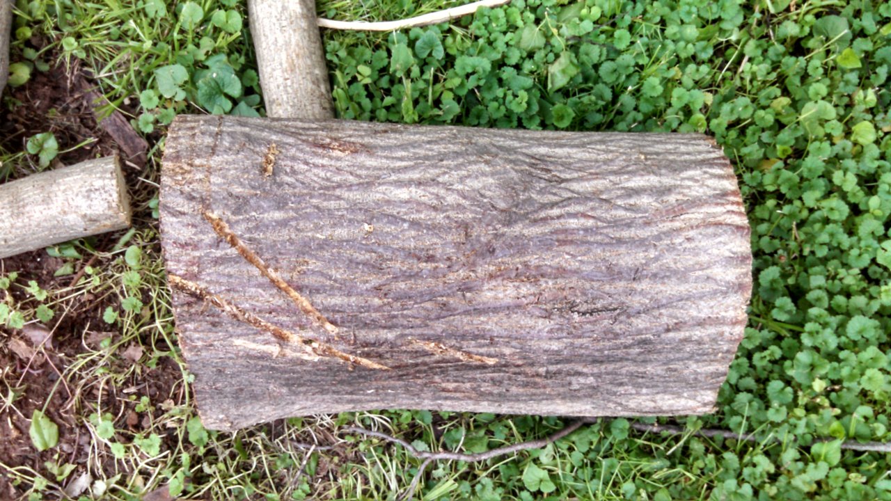 wood id 2