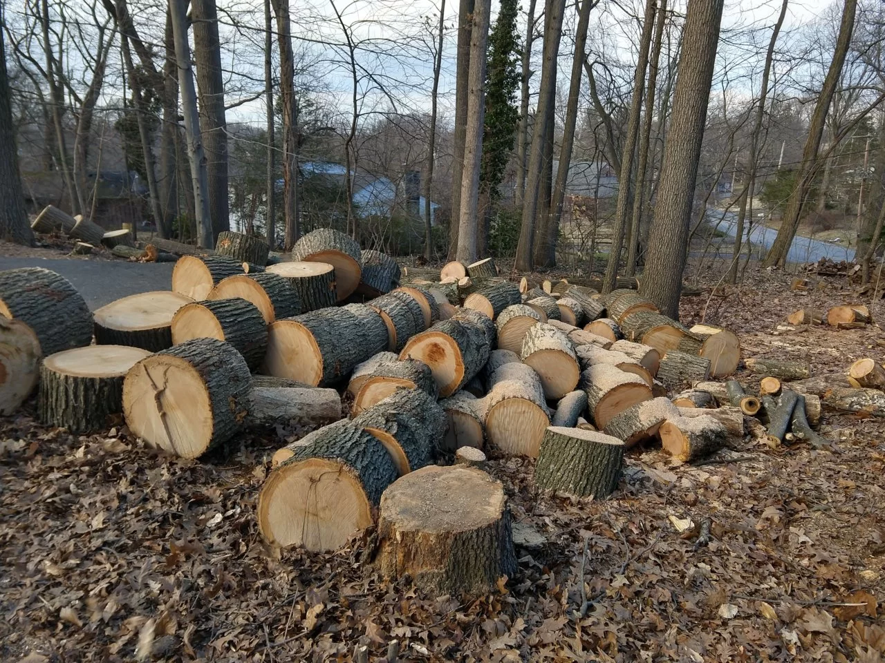 Wood pile