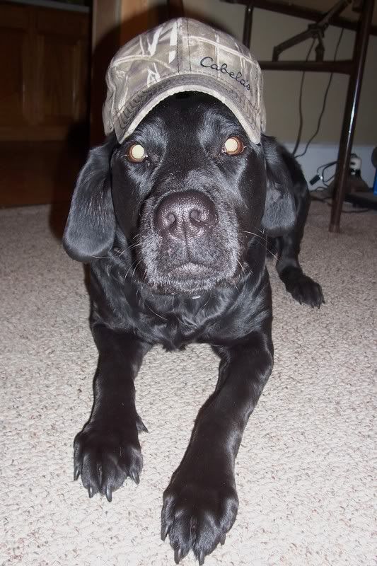 [Hearth.com] Dog pics. Overdone I know but I love dogs, especially Rottweilers. Letâ€™s see â€™em
