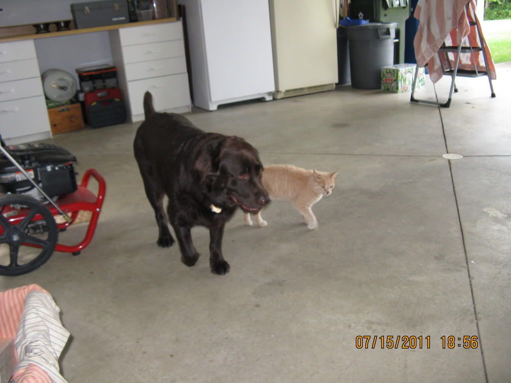 [Hearth.com] Talk to me about dogs...