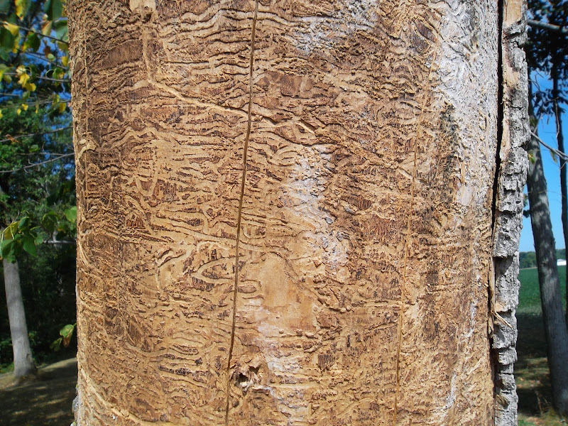[Hearth.com] SUPER SCORE years of wood