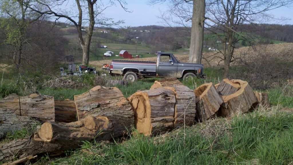 [Hearth.com] big old oak!!!