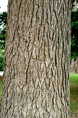 Can anyone identify this Ash?