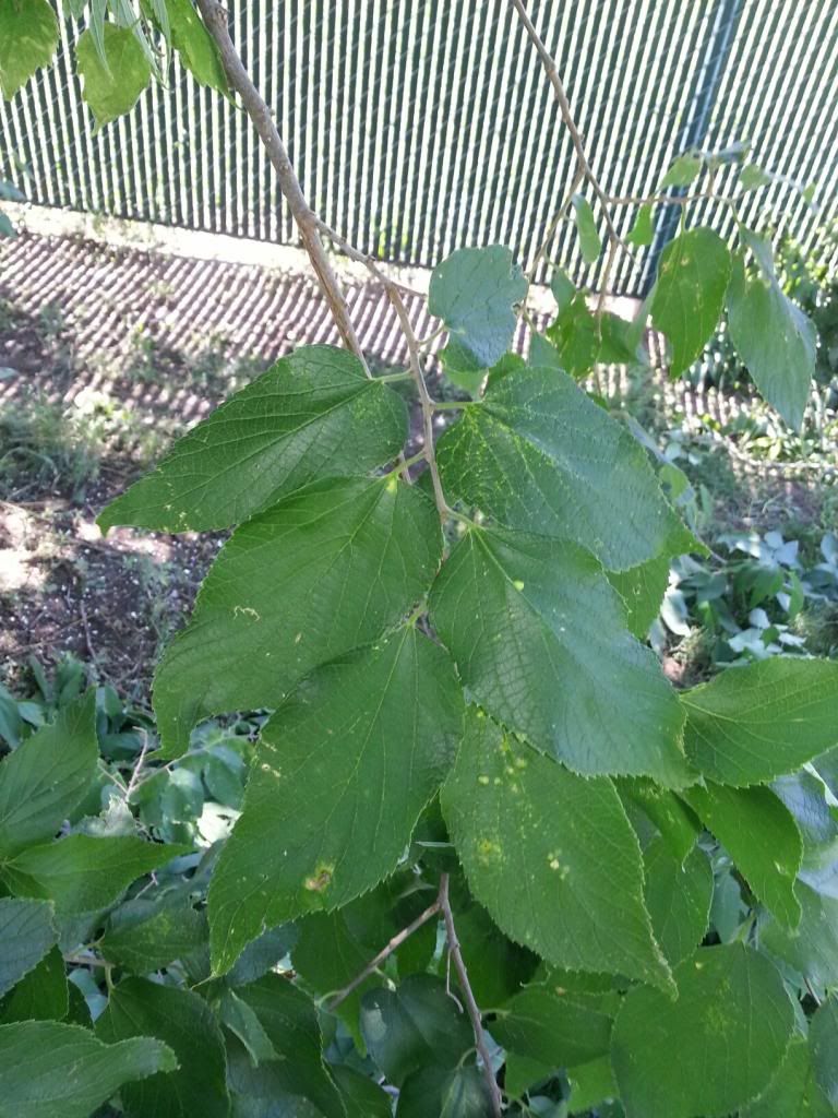[Hearth.com] Trimmed some trees - Wood ID