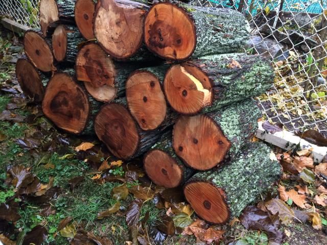 [Hearth.com] Wood ID Please