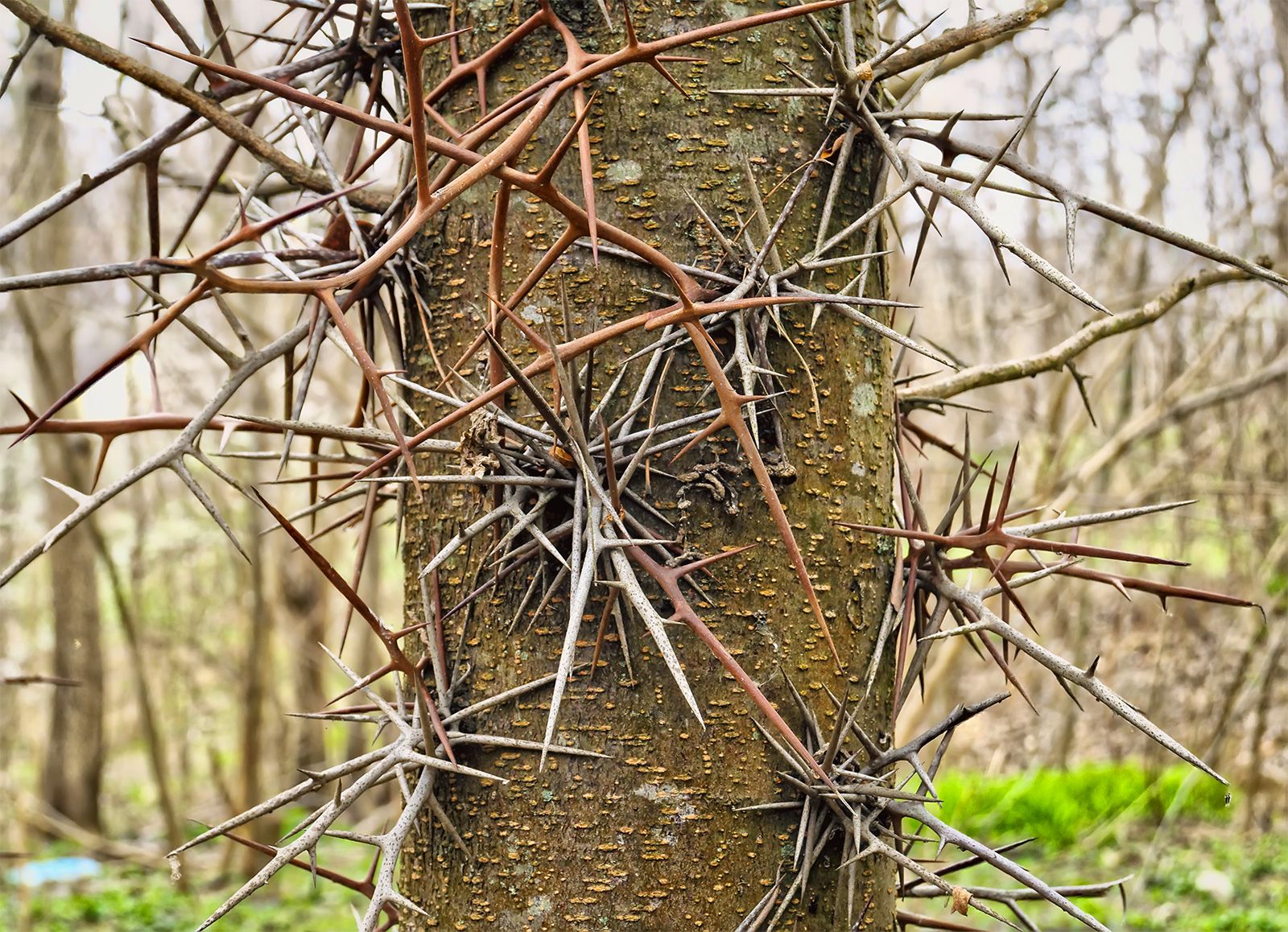 [Hearth.com] Siberian Elm invades several Inland States