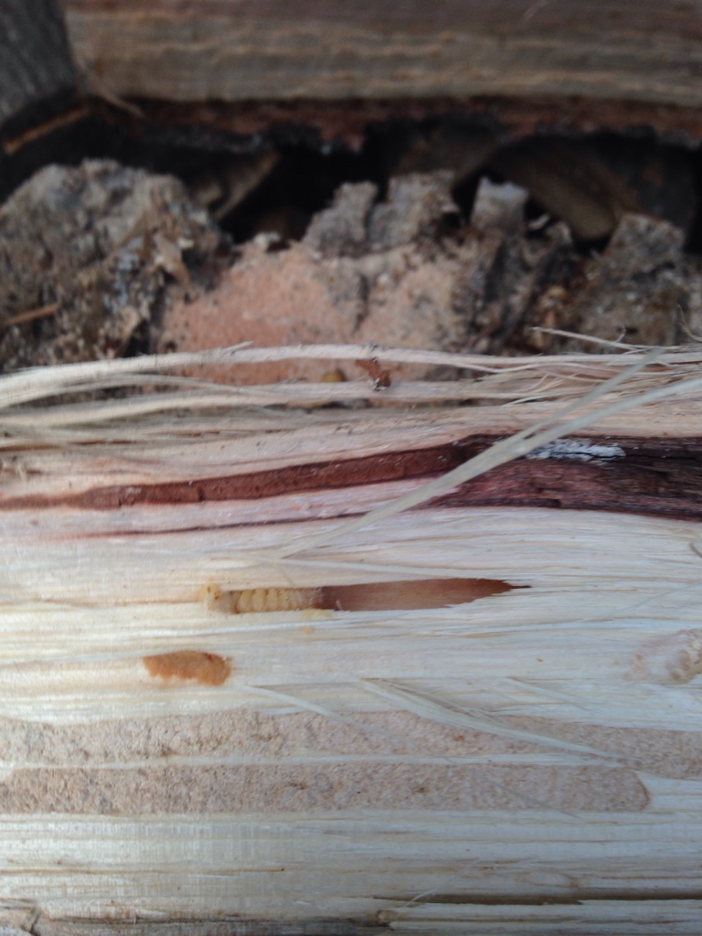 [Hearth.com] What creature is in my wood?