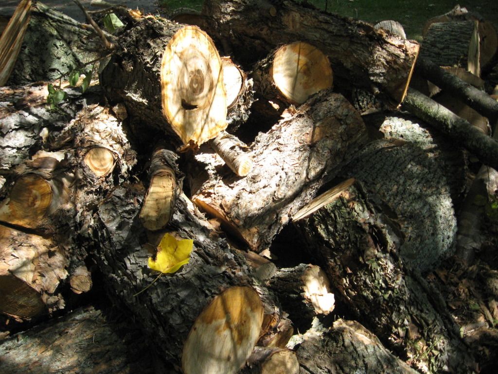 Firewood fairy took a dump in the driveway