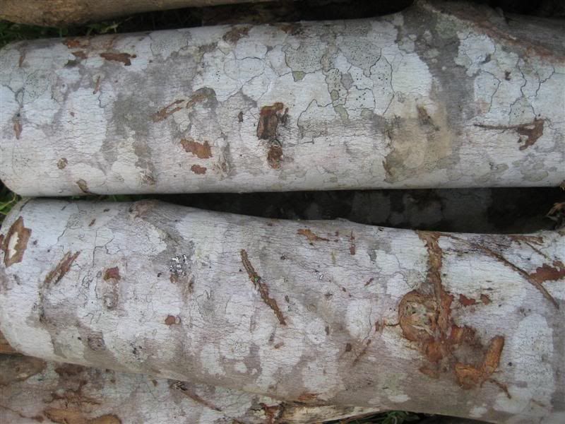 [Hearth.com] Intheswamp's wood "getting"....it's getting too hot to get wood!!!