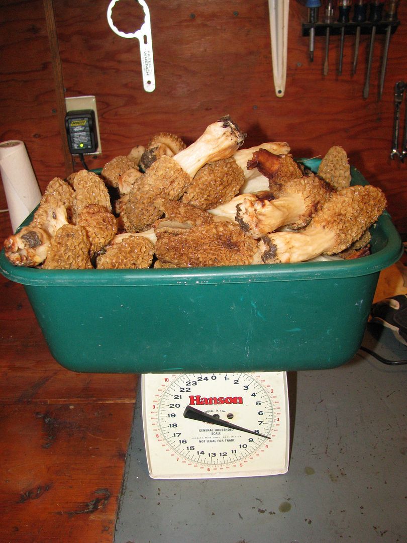 [Hearth.com] So, I go mushroomin",,,,
