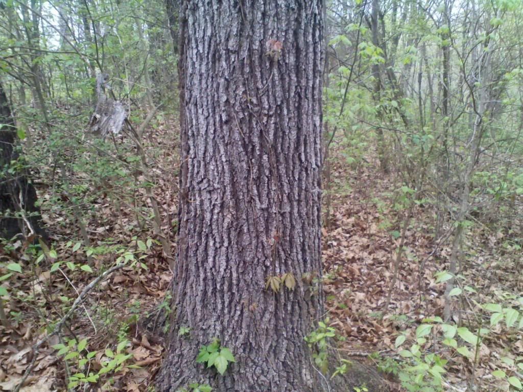 [Hearth.com] black oak down