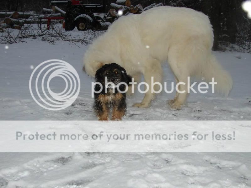 [Hearth.com] Buddy