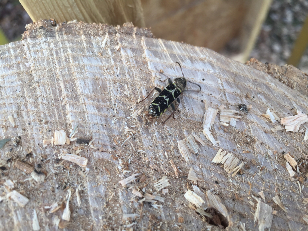 [Hearth.com] What pest did I drag home?