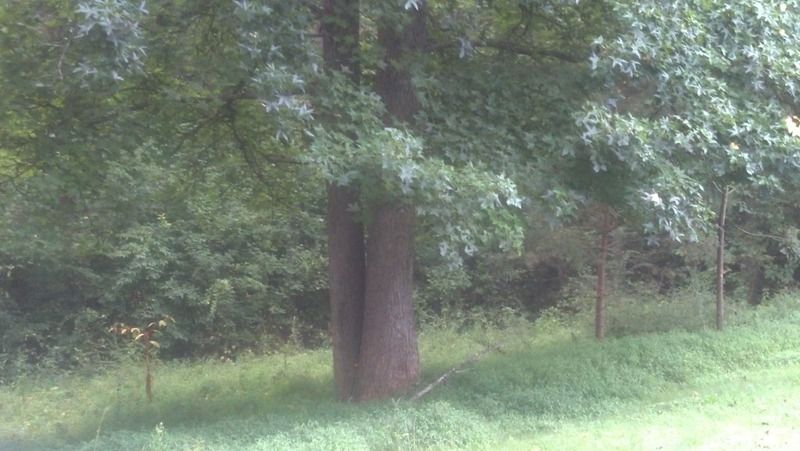 [Hearth.com] Tree ID