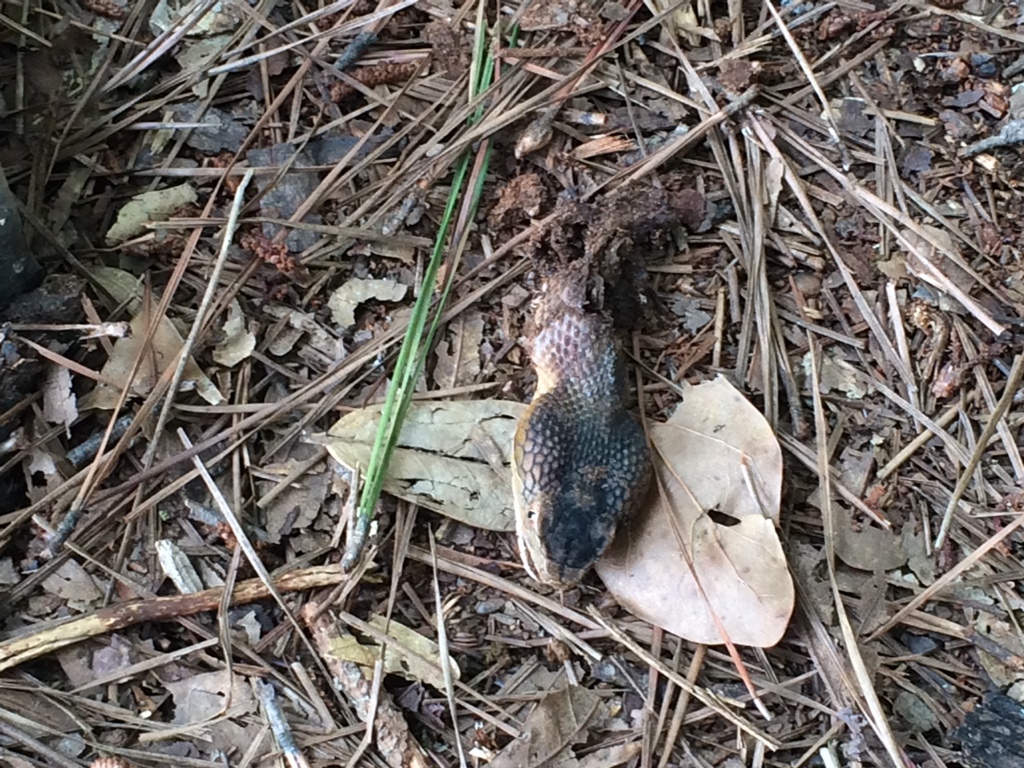 [Hearth.com] Be careful around your wood stacks!