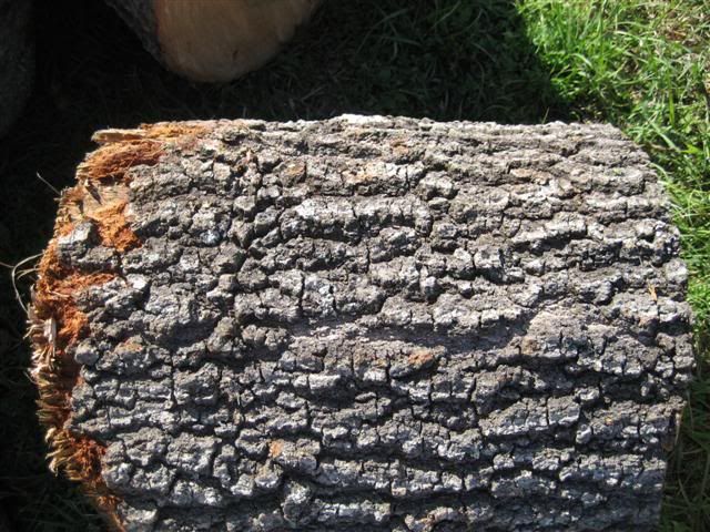 [Hearth.com] Intheswamp's wood "getting"....it's getting too hot to get wood!!!