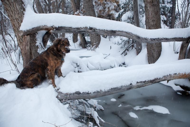 [Hearth.com] Cold Weather Pics ?