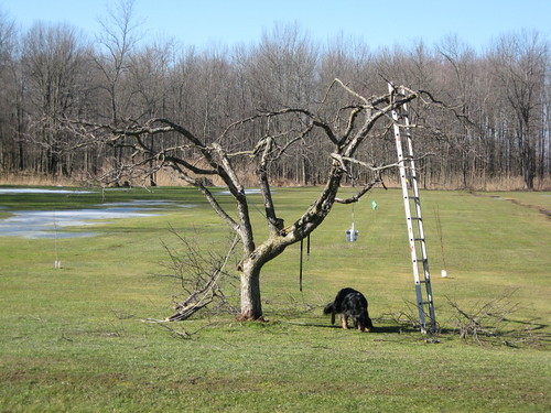 had trees cut down on my property