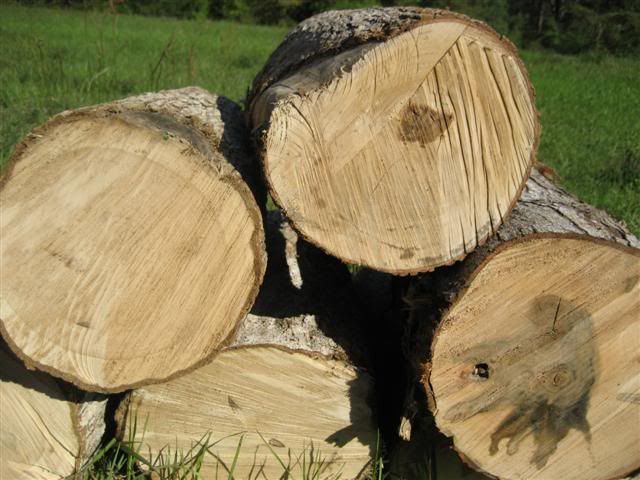 [Hearth.com] Intheswamp's wood "getting"....it's getting too hot to get wood!!!