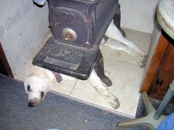 [Hearth.com] New season - pets enjoying the fire
