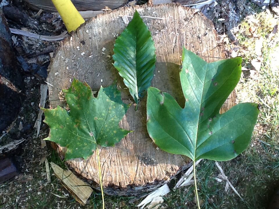 [Hearth.com] I need a strategy for burning this season