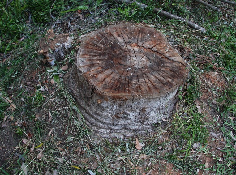 20131021%20backyard_big_stump.jpg