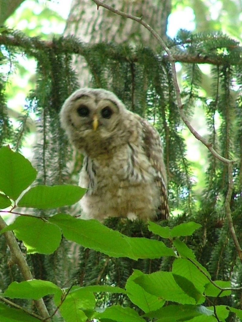 [Hearth.com] I really love owls