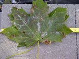 [Hearth.com] Big Leaf Maple