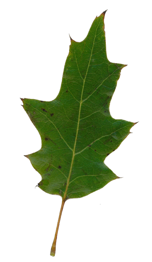 [Hearth.com] Should I cut this tree down?