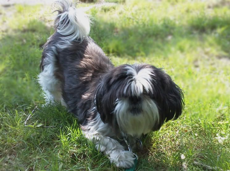 Can you eat pellets....???....my dog does...!!!