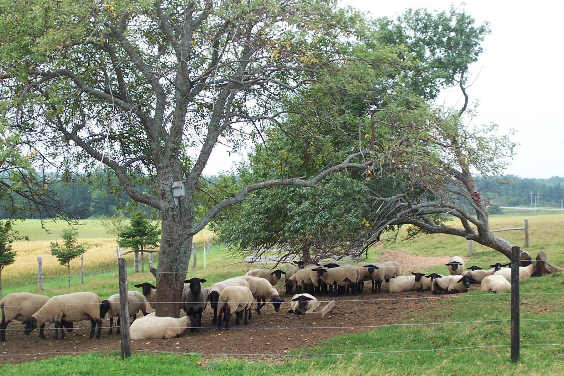springwaterfarm.ca