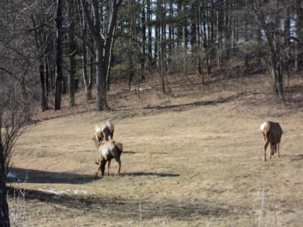 [Hearth.com] ELK pics in pa