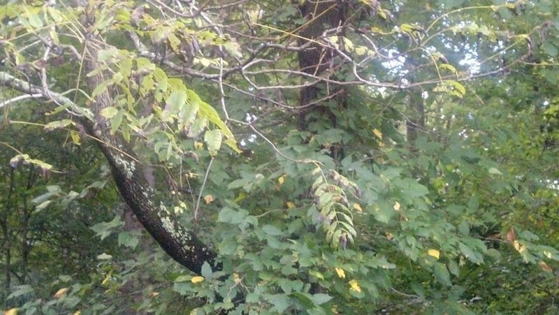 [Hearth.com] Tree ID